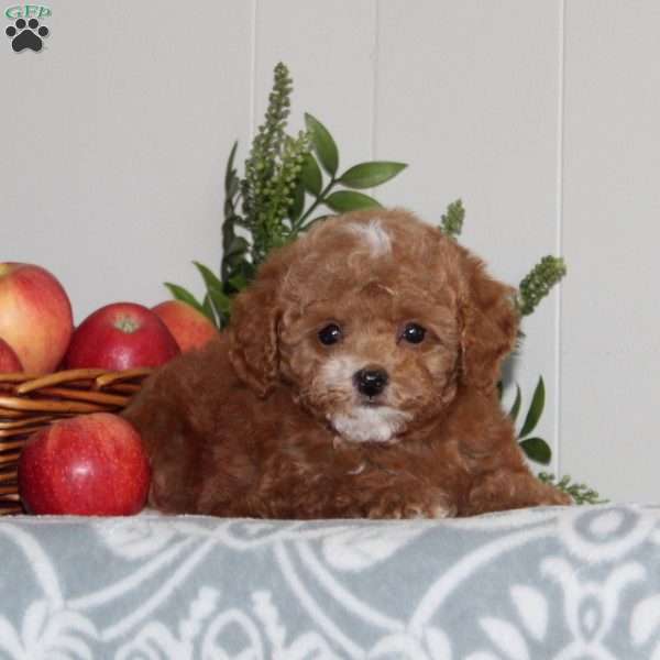 Bubbles, Forever Puppy
